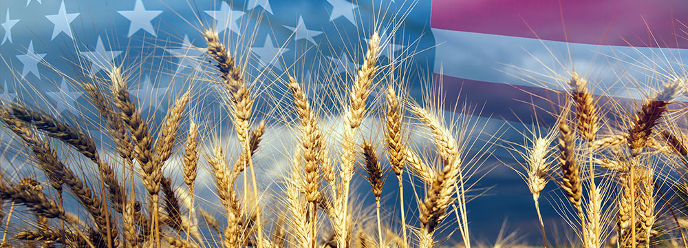 wheat field with american flag in background